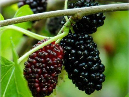 Moruše černá 'Rožnovská'  Morus nigra 'Rožnovská'