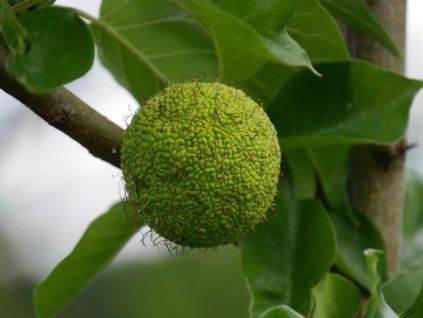 Maclura pomifera