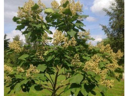 ovata