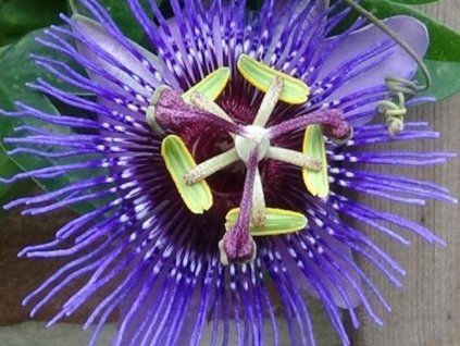 purple haze