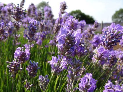 Levandule úzkolistá 'Little Lady' - Lavandula angustifolia 'Little Lady'  Lavandula angustifolia 'Little Lady'