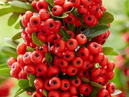 red star