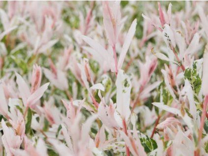 Vrba prostřední 'Flamingo'  Salix integra 'Flamingo'
