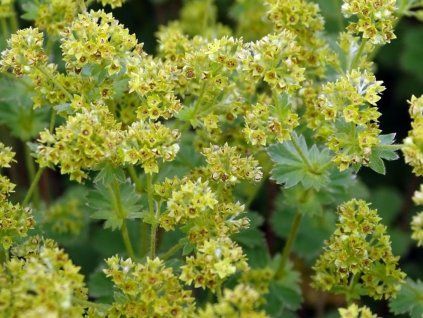 Kontryhel erythropoda - Alchemilla erythropoda  Alchemilla erythropoda