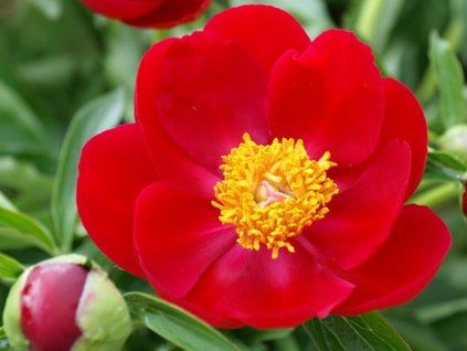 Pivoňka čínská 'Scarlett O'Hara' - Paeonia lactiflora 'Scarlett O'Hara'  Paeonia lactiflora 'Scarlett O´Hara'