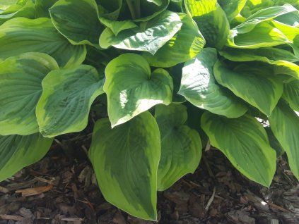 Bohyška 'Fragrant Bouquet' - Hosta 'Fragrant Bouquet'  Hosta 'Fragrant Bouquet'
