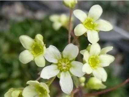 lutea