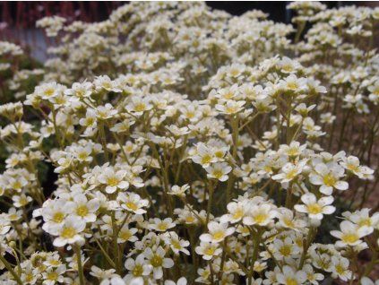 Lomikámen vždyživý 'Minutifolia' - Saxifraga paniculata 'Minutifolia'  Saxifraga paniculata 'Minutifolia'