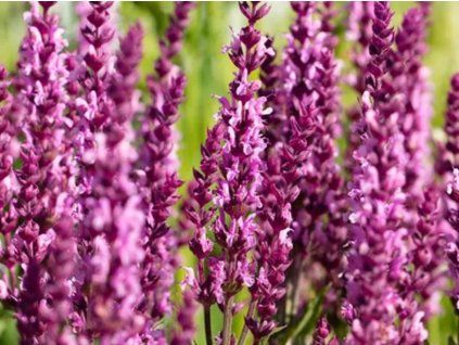 Šalvěj hajní 'Synchro Pink' - Salvia nemorosa 'Synchro Pink'  Salvia nemorosa 'Synchro Pink'