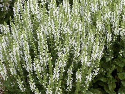 synchro white