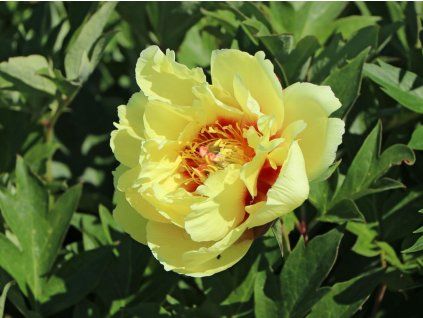 Pivoňka itoh 'Garden Treasure' - Paeonia itoh 'Garden Treasure'  Paeonia itoh 'Garden Treasure'