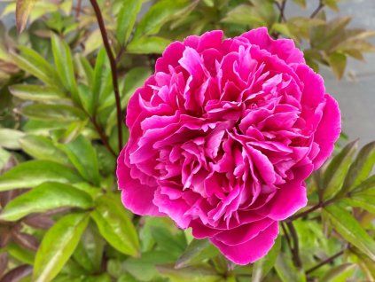 Pivoňka čínská  'Red Sarah Bernhardt' - Paeonia lactiflora  'Red Sarah Bernhardt'  Paeonia lactiflora  'Red Sarah Bernhardt'