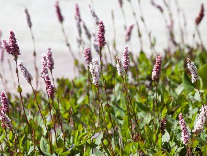 Rdesno příbuzné 'Superbum' - Polygonum affine 'Superbum'  Polygonum affine 'Superbum'