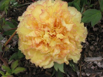 Pivoňka dřevitá 'Chromatella'  Paeonia suffruticosa 'Chromatella'
