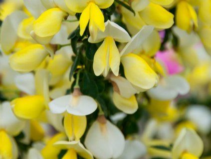 Čilimník 'Luna'  Cytisus 'Luna'