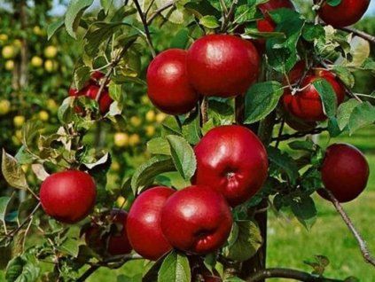 Jabloň 'Weirouge'  Malus domestica 'Weirouge'