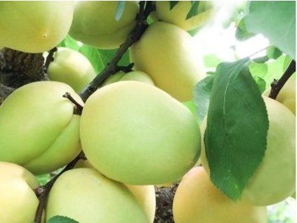 Meruňka 'Bela Kajsija'  Prunus armeniaca 'Bela Kajsija'