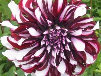 Jiřina 'Tartan'  Dahlia 'Tartan'