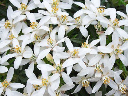 Choisie/mexický pomerančovník 'White Dazzler'  Choisya ternata 'White Dazzler'
