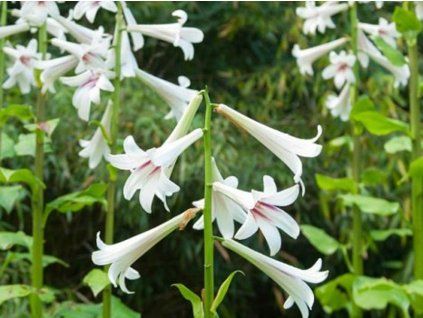 Himalájská lilie  Lilium cardiocrinum giganteum