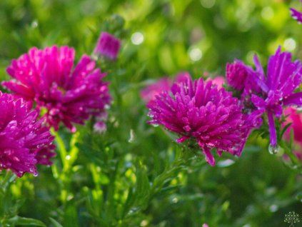 Aster Jenny