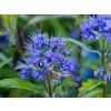 Ořechokřídlec klandonský 'Grand Bleu' - Inoveris  Caryopteris x clandonensis 'Grand Bleu' - Inoveris
