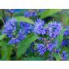 Ořechokřídlec klandonský 'Grand Bleu' - Inoveris  Caryopteris x clandonensis 'Grand Bleu' - Inoveris