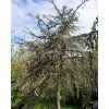 Cedr libanonsk� 'Sargentii Pendula' (Balen� kontejner C450, Tvar v��ka 325-350cm, km�nek 125cm)