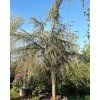 Cedr libanonsk� 'Sargentii Pendula' (Balen� kontejner C450, Tvar v��ka 325-350cm, km�nek 125cm)