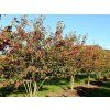 coccinela3
