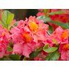 Azalea Sarina (1)