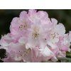 Rhododendron Seestadt (1)