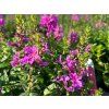 Kyprej vrbice 'Robin' - Lythrum salicaria 'Robin'  Lythrum salicaria 'Robin'