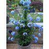 101114 1 olovenec ouskaty