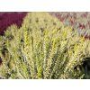 Calluna vulgaris Sarah (3)