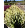 Calluna vulgaris Sarah (1)