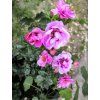 Růže Orienta® 'Djamila'  Rosa Orienta® 'Djamila'
