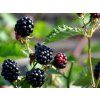 Ostružiník 'Natchez'  Rubus fruticosus 'Natchez'