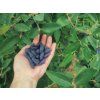 Zimolez kamčatský 'Boreal Blizzard'  Lonicera kamtschatica 'Boreal Blizzard'
