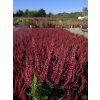 Calluna vulgaris Sabella (3)