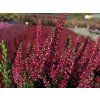 Calluna vulgaris Sabella (4)