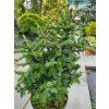 Picea likiangensis var. purpurea (2)