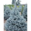 Smrk pichlavý 'Bizon Blue'  Picea pungens 'Bizon Blue'