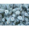 Smrk pichlavý 'Bizon Blue'  Picea pungens 'Bizon Blue'