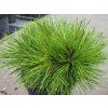 Pinus ponderosa 'Canyon C' kopie