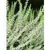 Calluna vulgaris Asli (1)
