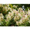 Zimolez kozí list  Lonicera caprifolium