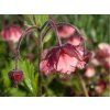 pink flufy 2