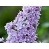Šeřík obecný 'Carpe Diem'  Syringa vulgaris 'Carpe Diem'