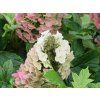 Hortenzie dubolistá 'Jetstream®'  Hydrangea quercifolia 'Jetstream®'